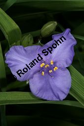 Dreimasterblume 'Leonora', Tradescantia x andersoniana 'Leonora', Commelinaceae, Tradescantia x andersoniana 'Leonora', Dreimasterblume 'Leonora', Blüte Kauf von 06440tradescantia_andersoniana_leonoraimg_7298.jpg