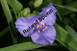 Dreimasterblume 'Leonora', Tradescantia x andersoniana 'Leonora', Commelinaceae, Tradescantia x andersoniana 'Leonora', Dreimasterblume 'Leonora', Blüte Kauf von 06440tradescantia_andersoniana_leonoraimg_7299.jpg