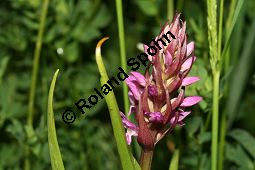 Fleischrotes Knabenkraut, Fleischfarbige Fingerwurz, Dactylorhiza incarnata, Orchis incarnata, Orchidaceae, Dactylorhiza incarnata, Orchis incarnata, Fleischrotes Knabenkraut, Fleischfarbige Fingerwurz, Blühend Kauf von 06444dactylorhiza_incarnataimg_7362.jpg