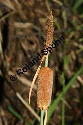 Kleiner Rohrkolben, Typha minima, Typhaceae, Typha minima, Kleiner Rohrkolben, Verblühte Kolben Kauf von 06445typha_minimaimg_7366.jpg