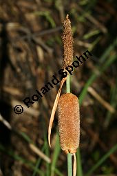 Kleiner Rohrkolben, Typha minima, Typhaceae, Typha minima, Kleiner Rohrkolben, Verblühte Kolben Kauf von 06445typha_minimaimg_7367.jpg