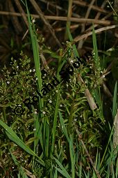 Lockerähriger Ehrenpreis, Wasser-Ehrenpreis, Veronica catenata, Veronica aquatica, Scrophulariaceae, Veronica catenata, Veronica aquatica, Lockerähriger Ehrenpreis, Wasser-Ehrenpreis, Blühend Kauf von 06446veronica_catenataimg_7372.jpg