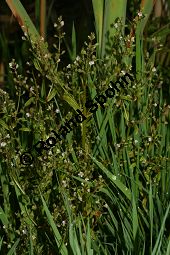 Lockerähriger Ehrenpreis, Wasser-Ehrenpreis, Veronica catenata, Veronica aquatica, Scrophulariaceae, Veronica catenata, Veronica aquatica, Lockerähriger Ehrenpreis, Wasser-Ehrenpreis, Blühend Kauf von 06446veronica_catenataimg_7374.jpg