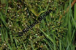 Lockerähriger Ehrenpreis, Wasser-Ehrenpreis, Veronica catenata, Veronica aquatica, Scrophulariaceae, Veronica catenata, Veronica aquatica, Lockerähriger Ehrenpreis, Wasser-Ehrenpreis, Blühend Kauf von 06446veronica_catenataimg_7375.jpg