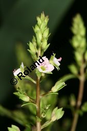 Lockerähriger Ehrenpreis, Wasser-Ehrenpreis, Veronica catenata, Veronica aquatica, Scrophulariaceae, Veronica catenata, Veronica aquatica, Lockerähriger Ehrenpreis, Wasser-Ehrenpreis, Blühend Kauf von 06446veronica_catenataimg_7376.jpg