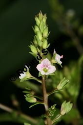 Lockerähriger Ehrenpreis, Wasser-Ehrenpreis, Veronica catenata, Veronica aquatica, Scrophulariaceae, Veronica catenata, Veronica aquatica, Lockerähriger Ehrenpreis, Wasser-Ehrenpreis, Blühend Kauf von 06446veronica_catenataimg_7377.jpg