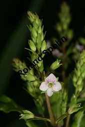 Lockerähriger Ehrenpreis, Wasser-Ehrenpreis, Veronica catenata, Veronica aquatica, Scrophulariaceae, Veronica catenata, Veronica aquatica, Lockerähriger Ehrenpreis, Wasser-Ehrenpreis, Blühend Kauf von 06446veronica_catenataimg_7378.jpg