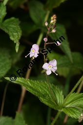 Nesselblättriger Ehrenpreis, Breitblättriger Ehrenpreis, Veronica urticifolia, Veronica latifolia, Scrophulariaceae, Veronica urticifolia, Veronica latifolia, Nesselblättriger Ehrenpreis, Breitblättriger Ehrenpreis, Blühend Kauf von 06448veronica_urticifoliaimg_7494.jpg