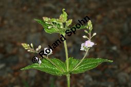 Nesselblättriger Ehrenpreis, Breitblättriger Ehrenpreis, Veronica urticifolia, Veronica latifolia, Scrophulariaceae, Veronica urticifolia, Veronica latifolia, Nesselblättriger Ehrenpreis, Breitblättriger Ehrenpreis, Blühend Kauf von 06448veronica_urticifoliaimg_7497.jpg