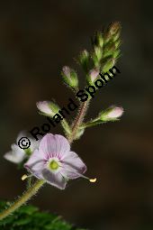Nesselblättriger Ehrenpreis, Breitblättriger Ehrenpreis, Veronica urticifolia, Veronica latifolia, Scrophulariaceae, Veronica urticifolia, Veronica latifolia, Nesselblättriger Ehrenpreis, Breitblättriger Ehrenpreis, Blühend Kauf von 06448veronica_urticifoliaimg_7498.jpg