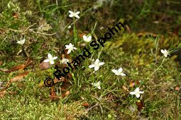 Moos-Nabelmiere, Moehringia muscosa, Caryophyllaceae, Moehringia muscosa, Moos-Nabelmiere, Habitus blühend Kauf von 06450moehringia_muscosaimg_7510.jpg
