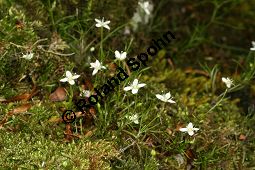 Moos-Nabelmiere, Moehringia muscosa, Caryophyllaceae, Moehringia muscosa, Moos-Nabelmiere, Habitus blühend Kauf von 06450moehringia_muscosaimg_7511.jpg