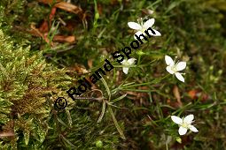 Moos-Nabelmiere, Moehringia muscosa, Caryophyllaceae, Moehringia muscosa, Moos-Nabelmiere, Habitus blühend Kauf von 06450moehringia_muscosaimg_7512.jpg