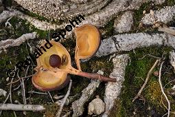 Ungnadia speciosa, Sapindaceae, Ungnadia speciosa, fruchtend Kauf von 06451_ungnadia_speciosa_dsc_6991.jpg