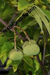 Ungnadia speciosa, Sapindaceae, Ungnadia speciosa, fruchtend Kauf von 06451_ungnadia_speciosa_dsc_6992.jpg