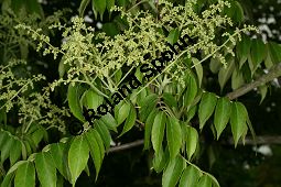 Meliosma, Meliosma pinnata var. oldhamii, Meliosma pinnata, Meliosma oldhamii, Sabiaceae, Meliosma pinnata var. oldhamii, Meliosma oldhamii, Meliosma pinnata, Meliosma, Knospend Kauf von 06452meliosma_pinnata_oldhamiiimg_7576.jpg