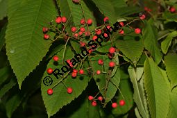 Meliosma, Meliosma myriantha Kauf von 06453meliosma_myrianthaimg_0090.jpg