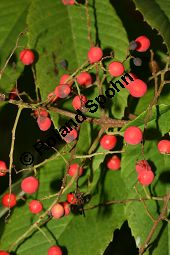 Meliosma, Meliosma myriantha Kauf von 06453meliosma_myrianthaimg_0091.jpg