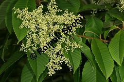 Meliosma, Meliosma myriantha Kauf von 06453meliosma_myrianthaimg_7578.jpg