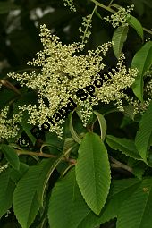 Meliosma, Meliosma myriantha Kauf von 06453meliosma_myrianthaimg_7579.jpg