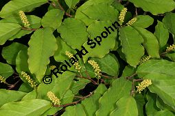 Japanischer Saftbaum, Sapium japonicum, Euphorbiaceae, Sapium japonicum, Japanischer Saftbaum, Blühend Kauf von 06454sapium_japonicumimg_7596.jpg