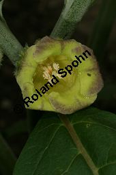 Gelbes Tollkraut, Scopolia anomala, Scopolia lurida, Solanaceae, Scopolia anomala, Scopolia lurida, Gelbes Tollkraut, Blüte Kauf von 06455scopolia_anomalaimg_7599.jpg