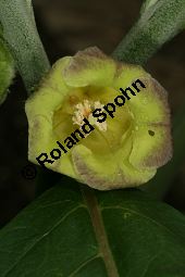 Gelbes Tollkraut, Scopolia anomala, Scopolia lurida, Solanaceae, Scopolia anomala, Scopolia lurida, Gelbes Tollkraut, Blüte Kauf von 06455scopolia_anomalaimg_7600.jpg