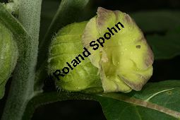 Gelbes Tollkraut, Scopolia anomala, Scopolia lurida, Solanaceae, Scopolia anomala, Scopolia lurida, Gelbes Tollkraut, Blüte Kauf von 06455scopolia_anomalaimg_7602.jpg