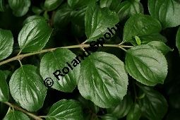 Gerber-Kreuzdorn, Rhamnus saxatilis ssp. tinctorius, Rhamnus tinctorius, Rhamnaceae, Rhamnus saxatilis ssp. tinctorius, Rhamnus tinctorius, Gerber-Kreuzdorn, Beblättert Kauf von 06456rhamnus-saxatilis_tinctoriusimg_7606.jpg