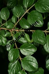 Gerber-Kreuzdorn, Rhamnus saxatilis ssp. tinctorius, Rhamnus tinctorius, Rhamnaceae, Rhamnus saxatilis ssp. tinctorius, Rhamnus tinctorius, Gerber-Kreuzdorn, Beblättert Kauf von 06456rhamnus-saxatilis_tinctoriusimg_7607.jpg