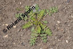Zweiknotiger Krähenfuß, Coronopus didymus, Brassicaceae, Coronopus didymus, Zweiknotiger Krähenfuß, Blühend und fruchtend Kauf von 06457_coronopus_didymus_dsc_4361.jpg