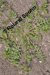 Zweiknotiger Krähenfuß, Coronopus didymus, Brassicaceae, Coronopus didymus, Zweiknotiger Krähenfuß, Blühend und fruchtend Kauf von 06457_coronopus_didymus_dsc_4362.jpg