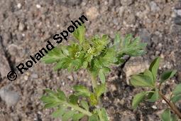 Zweiknotiger Krähenfuß, Coronopus didymus, Brassicaceae, Coronopus didymus, Zweiknotiger Krähenfuß, Blühend und fruchtend Kauf von 06457_coronopus_didymus_dsc_4363.jpg