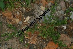 Zweiknotiger Krähenfuß, Coronopus didymus, Brassicaceae, Coronopus didymus, Zweiknotiger Krähenfuß, Blühend und fruchtend Kauf von 06457coronopus_didymusimg_7618.jpg