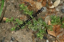 Zweiknotiger Krähenfuß, Coronopus didymus, Brassicaceae, Coronopus didymus, Zweiknotiger Krähenfuß, Blühend und fruchtend Kauf von 06457coronopus_didymusimg_7619.jpg