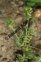 Zweiknotiger Krähenfuß, Coronopus didymus, Brassicaceae, Coronopus didymus, Zweiknotiger Krähenfuß, Blühend und fruchtend Kauf von 06457coronopus_didymusimg_7620.jpg