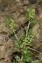 Zweiknotiger Krähenfuß, Coronopus didymus, Brassicaceae, Coronopus didymus, Zweiknotiger Krähenfuß, Blühend und fruchtend Kauf von 06457coronopus_didymusimg_7621.jpg