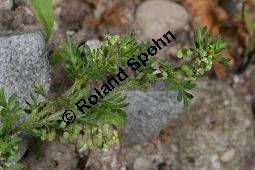 Zweiknotiger Krähenfuß, Coronopus didymus, Brassicaceae, Coronopus didymus, Zweiknotiger Krähenfuß, Blühend und fruchtend Kauf von 06457coronopus_didymusimg_7622.jpg