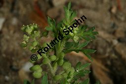 Zweiknotiger Krähenfuß, Coronopus didymus, Brassicaceae, Coronopus didymus, Zweiknotiger Krähenfuß, Blühend und fruchtend Kauf von 06457coronopus_didymusimg_7623.jpg