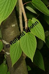 Vierspornbaum, Tetracentron sinense, Tetracentraceae, Tetracentron sinense, Vierspornbaum, Beblättert Kauf von 06458tetracentron_sinenseimg_7638.jpg