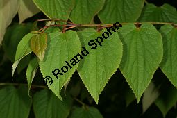 Vierspornbaum, Tetracentron sinense, Tetracentraceae, Tetracentron sinense, Vierspornbaum, Beblättert Kauf von 06458tetracentron_sinenseimg_7639.jpg