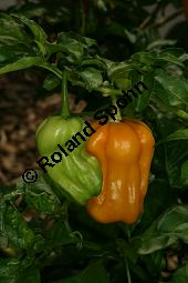 Amazonas-Chili-Pfeffer, Capsicum chinense, Solanaceae, Capsicum chinense, Amazonas-Chili-Pfeffer, fruchtend Kauf von 06461_capsicum_chinense_img_0161.jpg