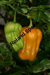 Amazonas-Chili-Pfeffer, Capsicum chinense, Solanaceae, Capsicum chinense, Amazonas-Chili-Pfeffer, fruchtend Kauf von 06461_capsicum_chinense_img_0162.jpg