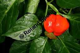 Amazonas-Chili-Pfeffer, Capsicum chinense, Solanaceae, Capsicum chinense, Amazonas-Chili-Pfeffer, fruchtend Kauf von 06461capsicum_chinenseimg_7699.jpg