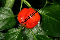 Amazonas-Chili-Pfeffer, Capsicum chinense, Solanaceae, Capsicum chinense, Amazonas-Chili-Pfeffer, fruchtend Kauf von 06461capsicum_chinenseimg_7701.jpg