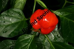 Amazonas-Chili-Pfeffer, Capsicum chinense, Solanaceae, Capsicum chinense, Amazonas-Chili-Pfeffer, fruchtend Kauf von 06461capsicum_chinenseimg_7702.jpg