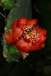 Bergers Feigenkaktus, Opuntia bergeriana, Cactaceae, Opuntia bergeriana, Bergers Feigenkaktus, Blühend Kauf von 06462opuntia_bergerianaimg_7710.jpg