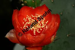 Bergers Feigenkaktus, Opuntia bergeriana, Cactaceae, Opuntia bergeriana, Bergers Feigenkaktus, Blühend Kauf von 06462opuntia_bergerianaimg_7711.jpg