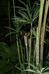 Vergeschwisteter Feuerkolben, Arisaema consanguineum, Araceae, Arisaema consanguineum, Vergeschwisteter Feuerkolben, Blühend Kauf von 06469arisaema_consanguineumimg_7762.jpg