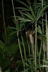 Vergeschwisteter Feuerkolben, Arisaema consanguineum, Araceae, Arisaema consanguineum, Vergeschwisteter Feuerkolben, Blühend Kauf von 06469arisaema_consanguineumimg_7764.jpg